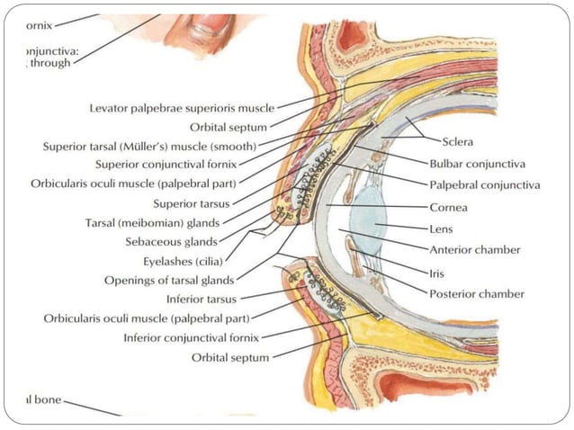 Anatomy of Orbit and its clinical importance | PPTX | Ear, Nose and ...