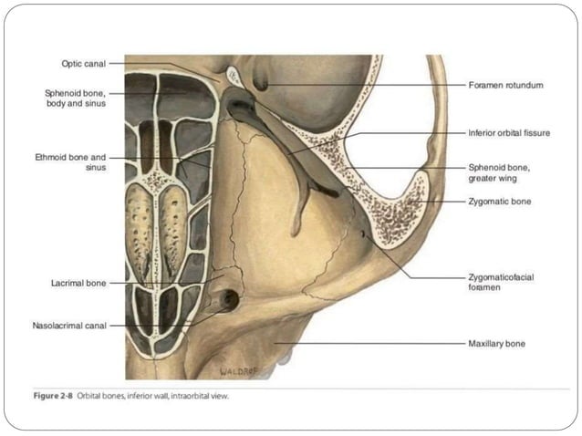 Anatomy of Orbit and its clinical importance | PPTX | Ear, Nose and ...