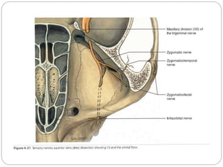 Anatomy of Orbit and its clinical importance | PPTX