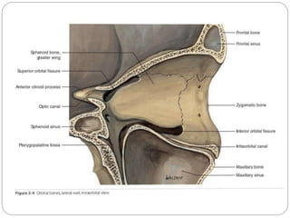 Anatomy of Orbit and its clinical importance | PPTX
