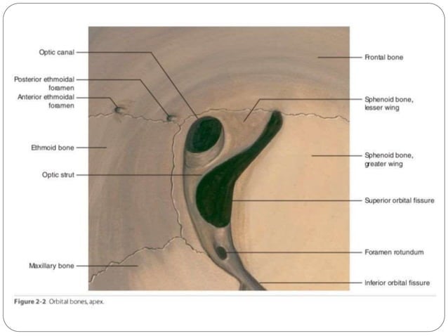 Anatomy of Orbit and its clinical importance | PPTX | Ear, Nose and ...