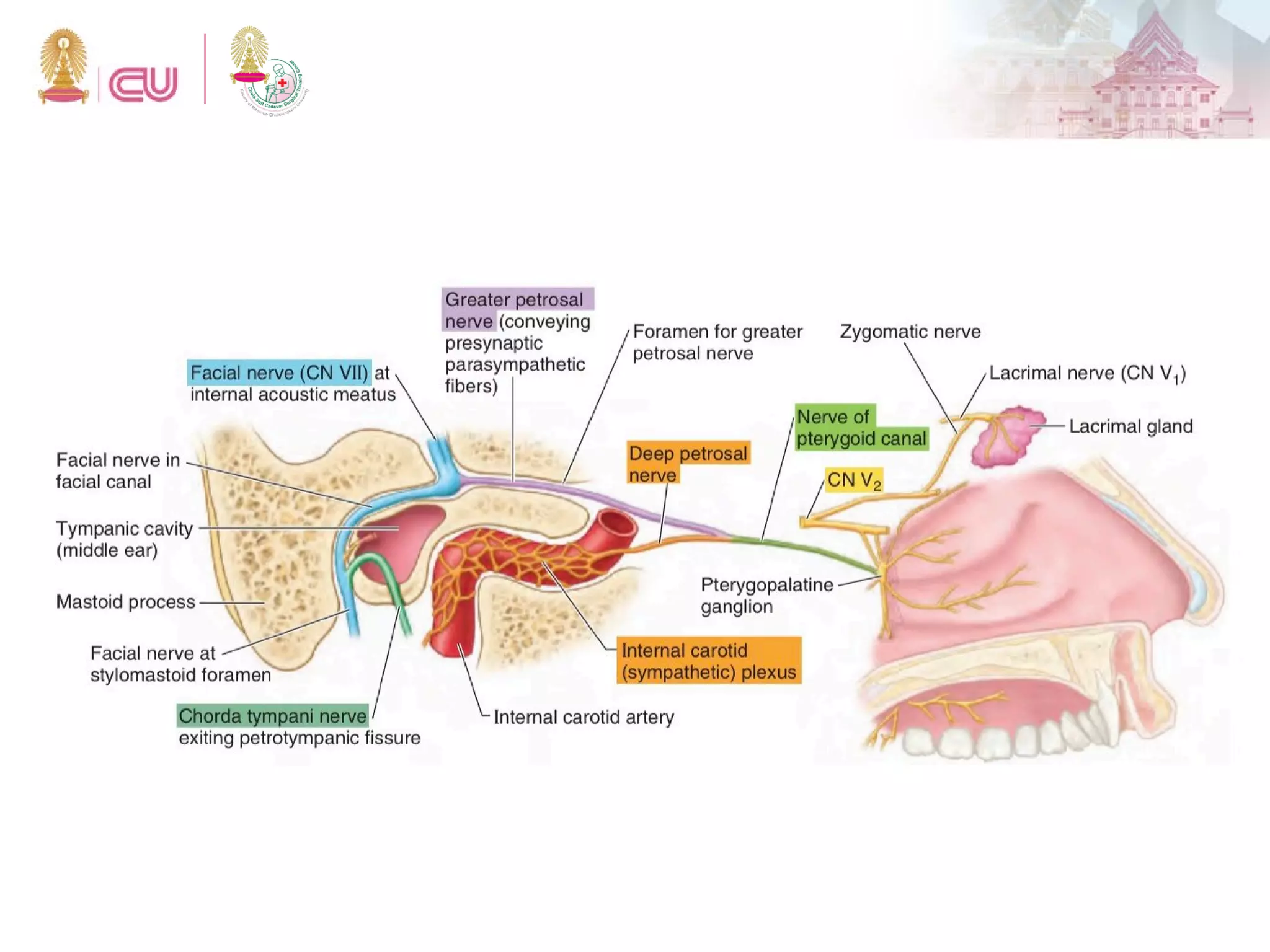 Anatomy of Orbit and Lacrimal system | PDF