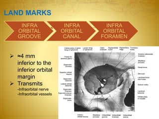 Inframmary Ridge Location Anatomy OF ORBIT | PPTX