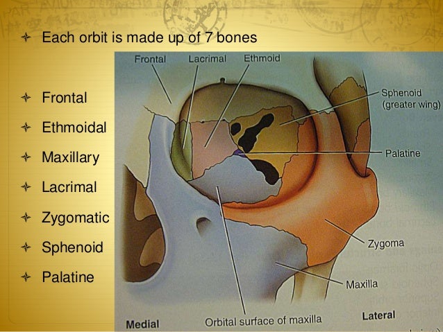 anatomy of orbit bones that form the orbit