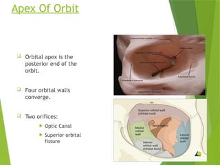 ANATOMY OF ORBIT AND RELATED CLINICAL POINT.pptx