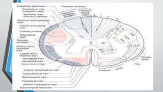 Anatomy of pain | PPTX