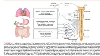 Anatomy of pain | PPTX
