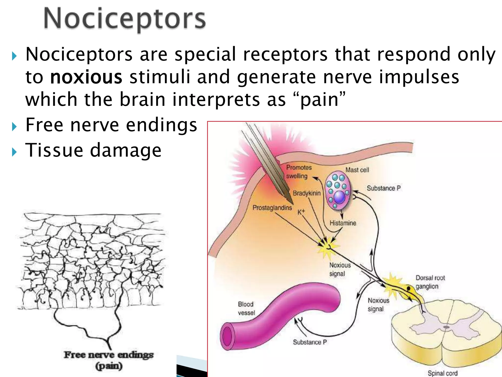Anatomy Of Pain Pathway PPTX anatomy-of-pain-pathway-pptx