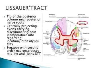 Anatomy of pain pathway | PPTX