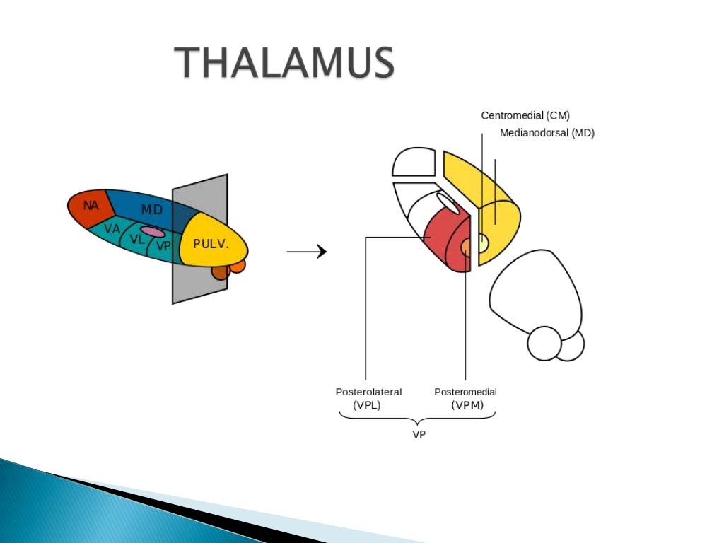 Anatomy of pain pathway Biology Diagrams
