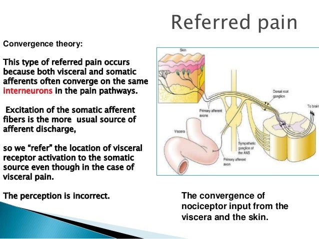 Anatomy of pain pathway inflammation pathways diagrams 