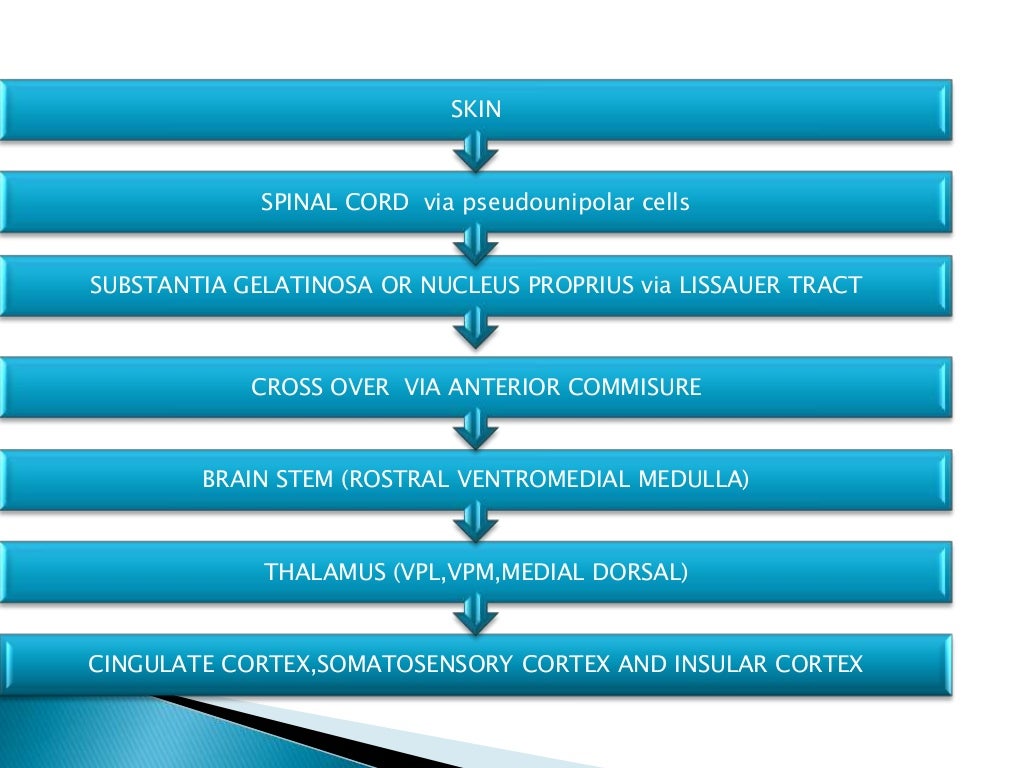 Anatomy of pain pathway Biology Diagrams