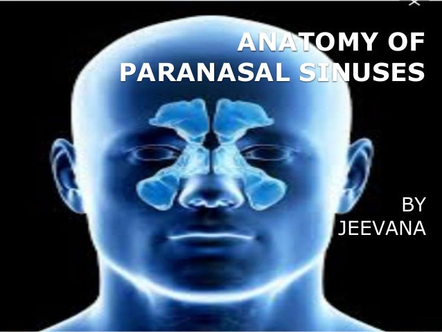 Anatomy Of Paranasal Sinuses