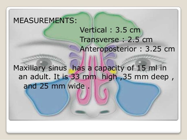 Anatomy of paranasal sinuses