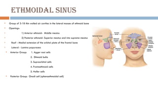 Anatomy of Paranasal Sinuses | PPTX