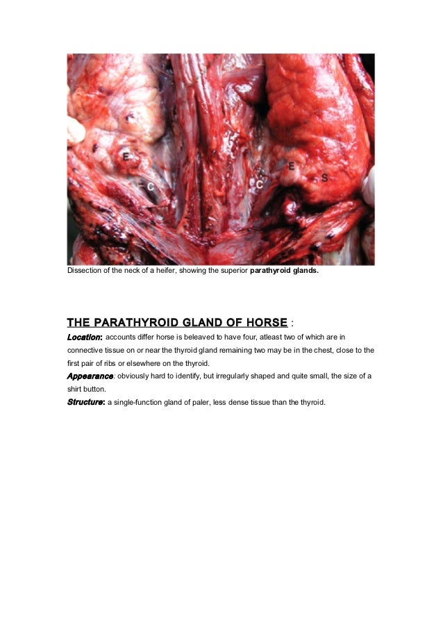 Anatomy of parathyroid of dog