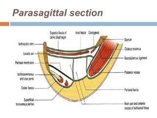 Peratal Ridge Anatomy of pelvic floor,perineum,perineal pouches and its fascia | PPTX