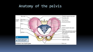 Anatomy of the pelvis
 