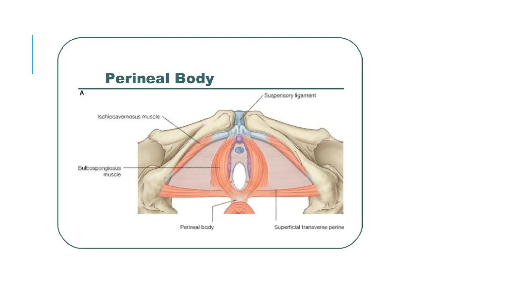 anatomy-of-pelvis-perineum-and-pelvic-diaphragm-pptx