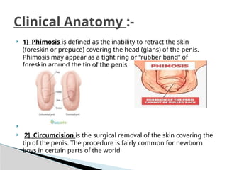 ANATOMY OF PENIS_1.pptx hyybyybyy yy gy gy | PPTX