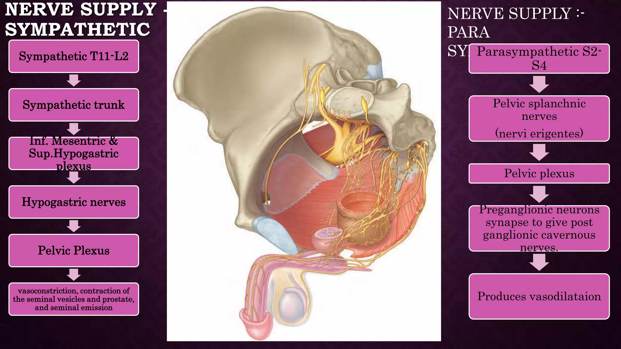 Man Bonner Anatomy of penis and physiology of erection | PPTX