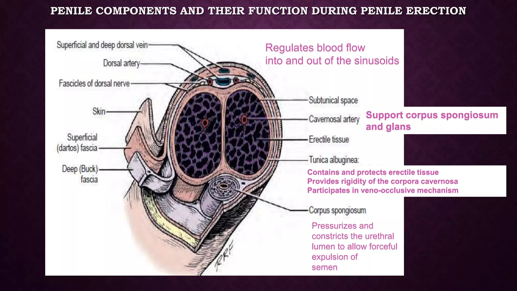 Anatomy Of Penis And Physiology Of Erection PPTX Anatomy Of Penis And Physiology Of Erection PPTX