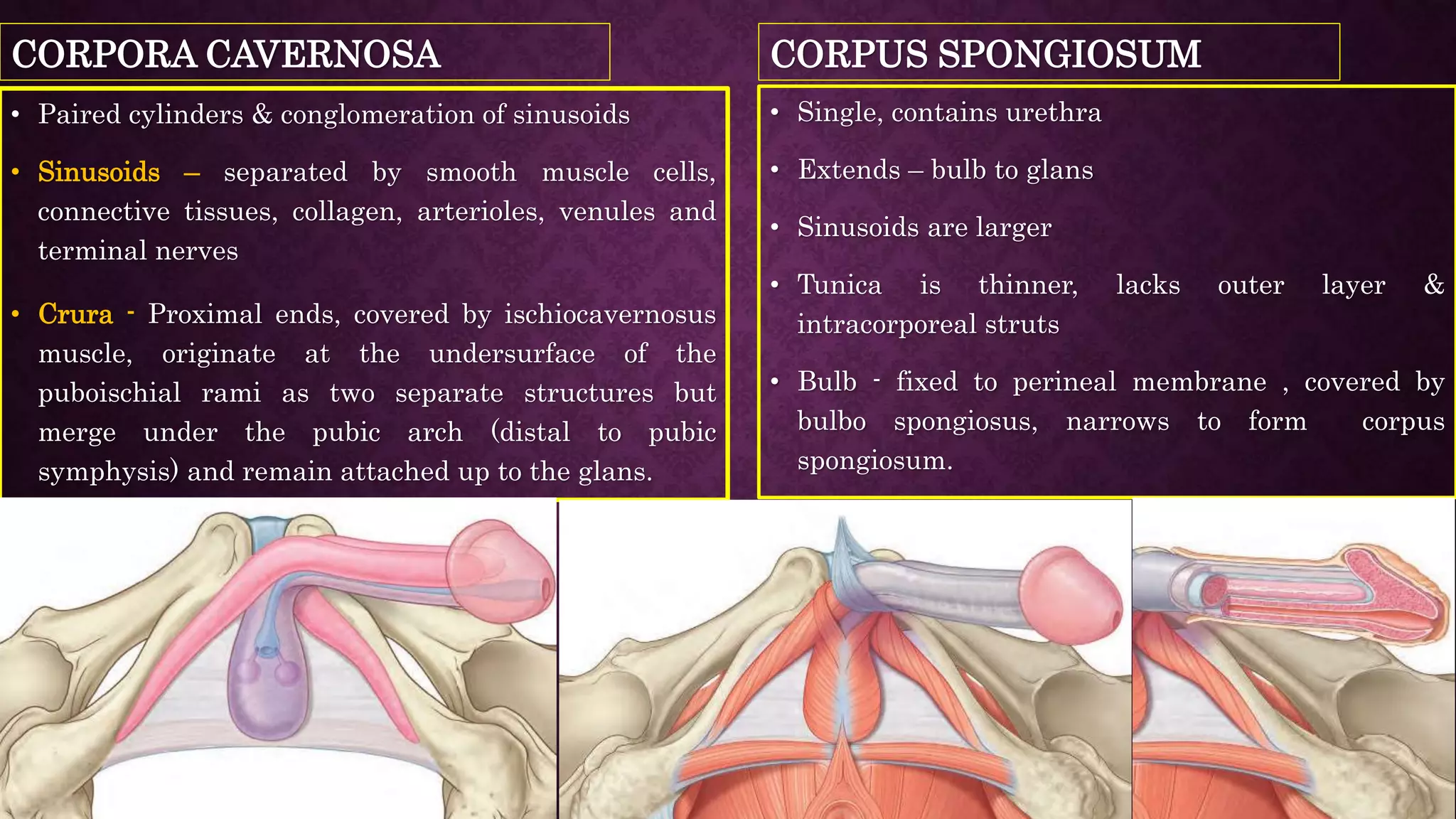 Anatomy of penis and physiology of erection | PPTX