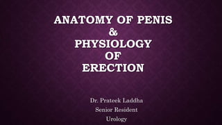 ANATOMY OF PENIS
&
PHYSIOLOGY
OF
ERECTION
Dr. Prateek Laddha
Senior Resident
Urology
 