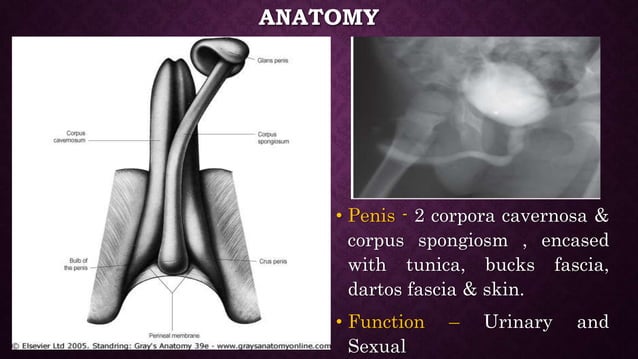 Anatomy of penis and physiology of erection | PPTX | Sexual Conditions
