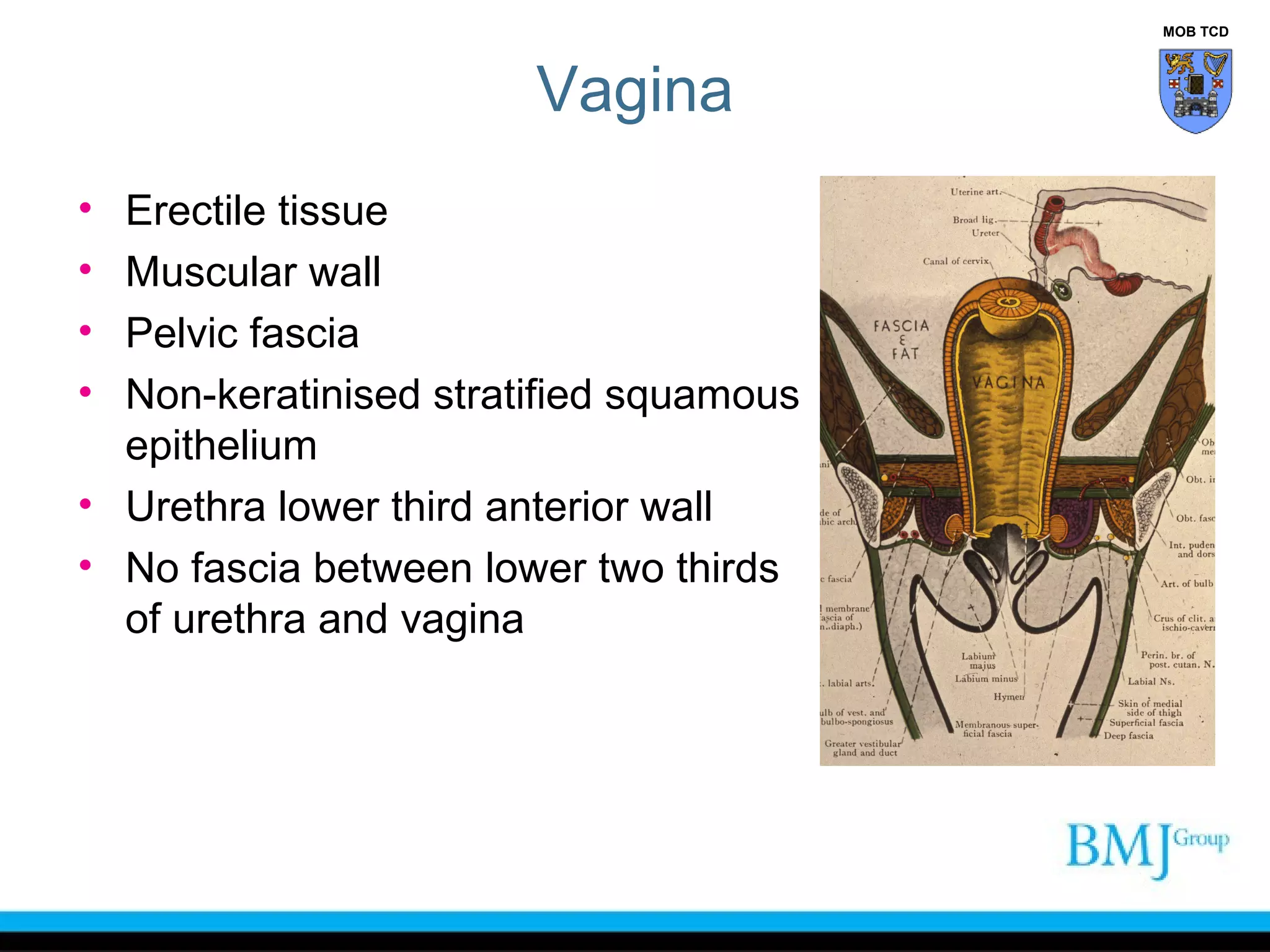 Pareunia Anatomy of perineum | PPT