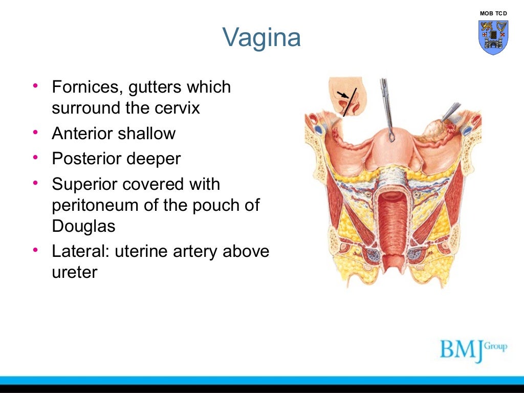 Anatomy of perineum