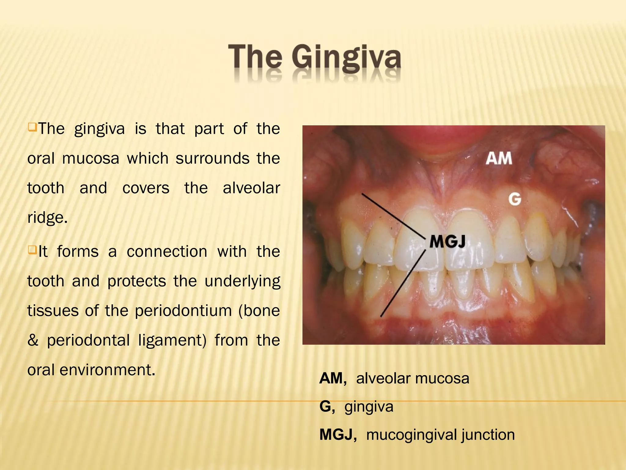 Anatomy of the Periodontium | PPT