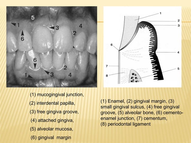 Anatomy of the Periodontium | PPT