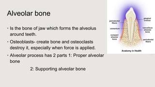 Anatomy of periodontium | PPTX