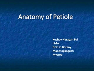 Anatomy of Petiole
Keshav Narayan Pai
I Msc
DOS in Botany
Manasagangotri
Mysore
Keshav Narayan Pai
I Msc
DOS in Botany
Manasagangotri
Mysore
 