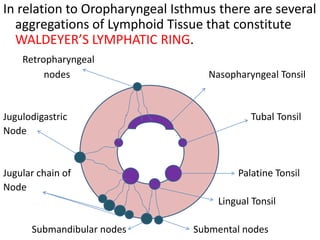 In relation to Oropharyngeal Isthmus there are several
aggregations of Lymphoid Tissue that constitute
WALDEYER’S LYMPHATIC RING.
Retropharyngeal
nodes Nasopharyngeal Tonsil
Jugulodigastric Tubal Tonsil
Node
Jugular chain of Palatine Tonsil
Node
Lingual Tonsil
Submandibular nodes Submental nodes
 