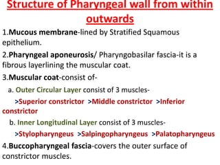 Structure of Pharyngeal wall from within
outwards
1.Mucous membrane-lined by Stratified Squamous
epithelium.
2.Pharyngeal aponeurosis/ Pharyngobasilar fascia-it is a
fibrous layerlining the muscular coat.
3.Muscular coat-consist of-
a. Outer Circular Layer consist of 3 muscles-
>Superior constrictor >Middle constrictor >Inferior
constrictor
b. Inner Longitudinal Layer consist of 3 muscles-
>Stylopharyngeus >Salpingopharyngeus >Palatopharyngeus
4.Buccopharyngeal fascia-covers the outer surface of
constrictor muscles.
 