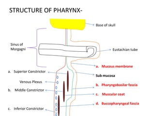 STRUCTURE OF PHARYNX-
Base of skull
Eustachian tube
a. Mucous membrane
Sub mucosa
b. Pharyngobasilar fascia
c. Muscular coat
d. Buccopharyngeal fascia
a. Superior Constrictor
b. Middle Constrictor
c. Inferior Constrictor
Venous Plexus
Sinus of
Morgagni
 