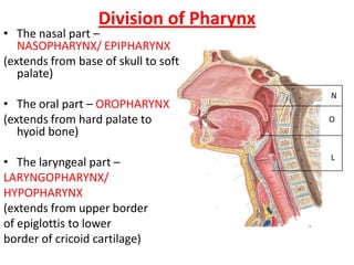 Division of Pharynx
• The nasal part –
NASOPHARYNX/ EPIPHARYNX
(extends from base of skull to soft
palate)
• The oral part – OROPHARYNX
(extends from hard palate to
hyoid bone)
• The laryngeal part –
LARYNGOPHARYNX/
HYPOPHARYNX
(extends from upper border
of epiglottis to lower
border of cricoid cartilage)
N
O
L
 