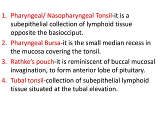 1. Pharyngeal/ Nasopharyngeal Tonsil-it is a
subepithelial collection of lymphoid tissue
opposite the basiocciput.
2. Pharyngeal Bursa-it is the small median recess in
the mucosa covering the tonsil.
3. Rathke’s pouch-it is reminiscent of buccal mucosal
invagination, to form anterior lobe of pituitary.
4. Tubal tonsil-collection of subepithelial lymphoid
tissue situated at the tubal elevation.
 