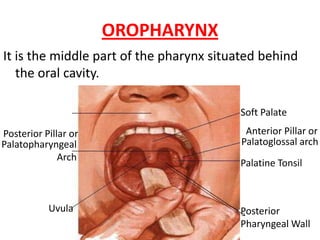 OROPHARYNX
It is the middle part of the pharynx situated behind
   the oral cavity.

                                         Soft Palate

Posterior Pillar or                        Anterior Pillar or
Palatopharyngeal                          Palatoglossal arch
              Arch
                                         Palatine Tonsil



           Uvula                         Posterior
                                         Pharyngeal Wall
 