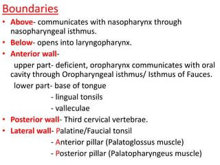 Boundaries
• Above- communicates with nasopharynx through
  nasopharyngeal isthmus.
• Below- opens into laryngopharynx.
• Anterior wall-
   upper part- deficient, oropharynx communicates with oral
  cavity through Oropharyngeal isthmus/ Isthmus of Fauces.
   lower part- base of tongue
              - lingual tonsils
              - valleculae
• Posterior wall- Third cervical vertebrae.
• Lateral wall- Palatine/Faucial tonsil
              - Anterior pillar (Palatoglossus muscle)
              - Posterior pillar (Palatopharyngeus muscle)
 