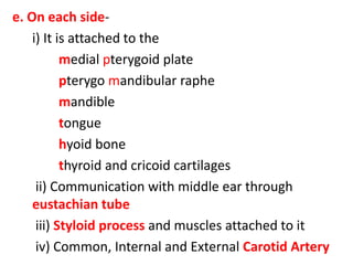 e. On each side-
    i) It is attached to the
           medial pterygoid plate
           pterygo mandibular raphe
           mandible
           tongue
           hyoid bone
           thyroid and cricoid cartilages
     ii) Communication with middle ear through
    eustachian tube
     iii) Styloid process and muscles attached to it
     iv) Common, Internal and External Carotid Artery
 