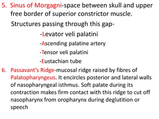 5. Sinus of Morgagni-space between skull and upper
   free border of superior constrictor muscle.
   Structures passing through this gap-
             -Levator veli palatini
              -Ascending palatine artery
              -Tensor veli palatini
              -Eustachian tube
6. Passavant’s Ridge-mucosal ridge raised by fibres of
   Palatopharyngeus. It encircles posterior and lateral walls
   of nasopharyngeal isthmus. Soft palate during its
   contraction makes firm contact with this ridge to cut off
   nasopharynx from oropharynx during deglutition or
   speech
 