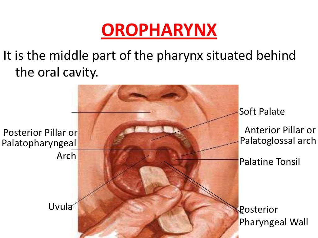 Anatomy of pharynx