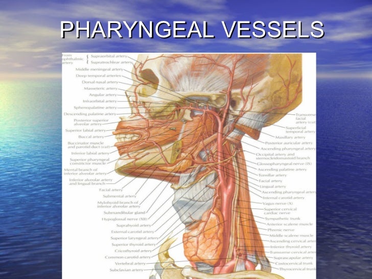 Anatomy of pharynx