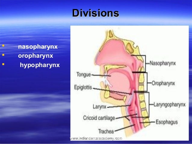 Anatomy of pharynx /certified fixed orthodontic courses by Indian den…
