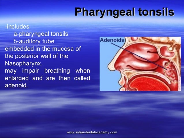 Anatomy of pharynx /certified fixed orthodontic courses by Indian den…