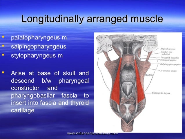 Anatomy of pharynx /certified fixed orthodontic courses by Indian den…