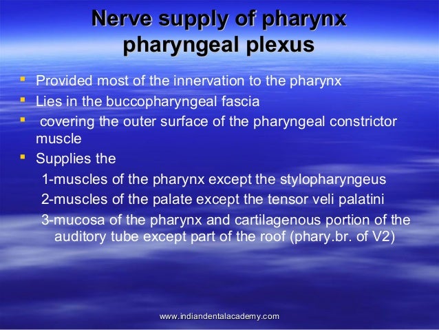 nerve between superior pharyngeal constrictor and middle nerve between superior pharyngeal constrictor and middle